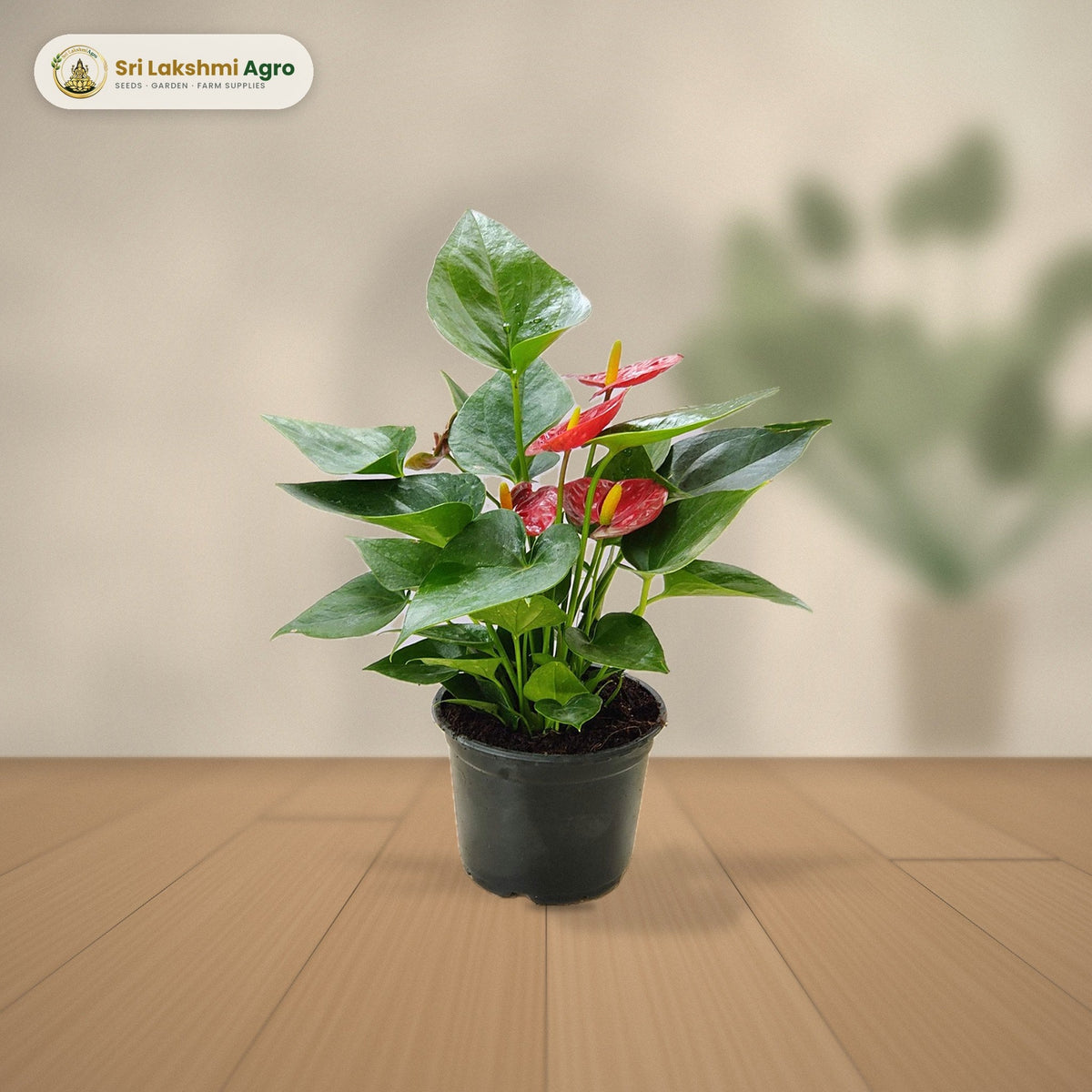 Red anthurium in flower on a console against a limewash wall