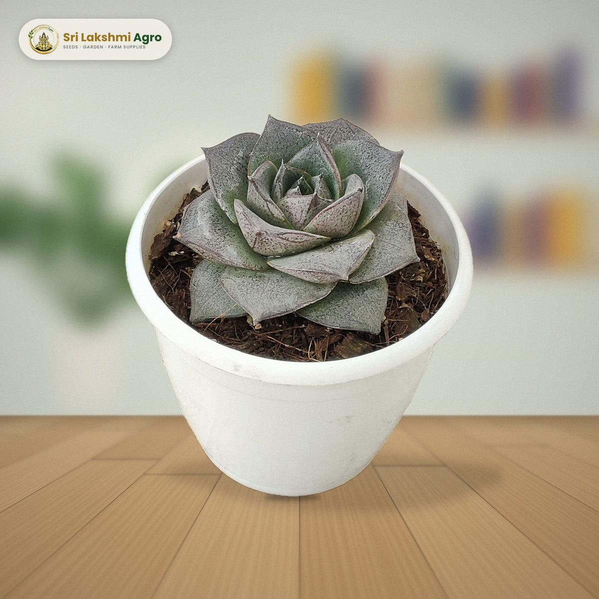 Echeveria 'Lotus' succulent in a white pot on a study desk