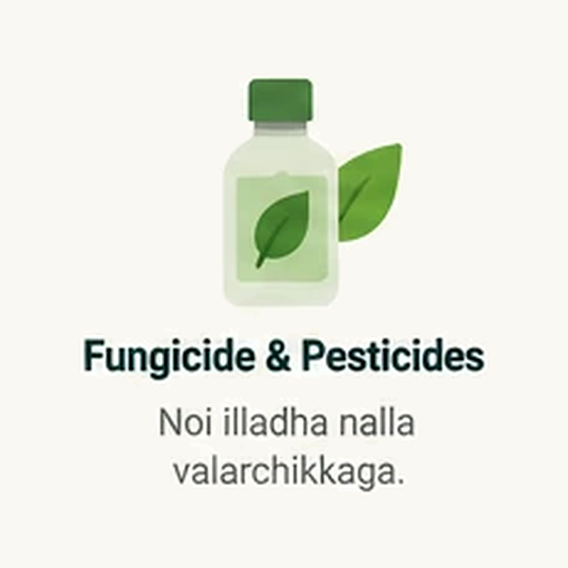 Fungicide & Pesticides