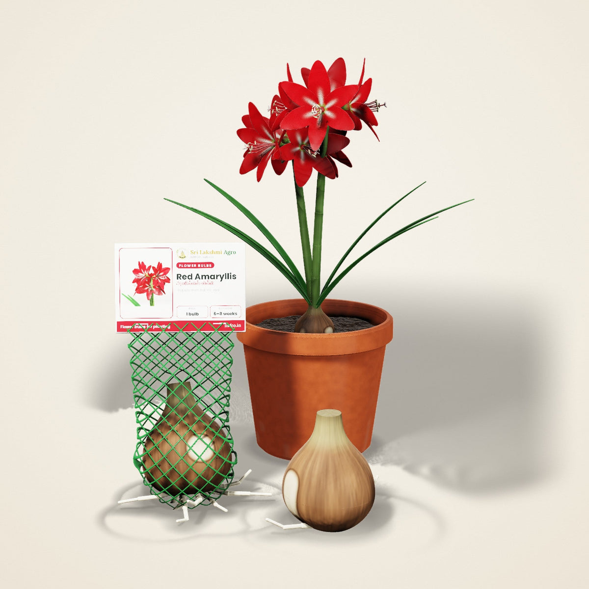 Flower bulbs – Sri Lakshmi Agro