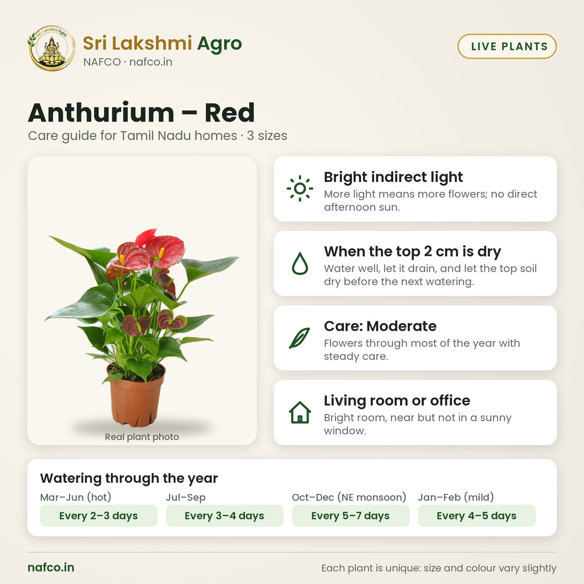 Anthurium – Red care guide: bright indirect light; water when the top 2 cm is dry; care moderate; best spot living room or office