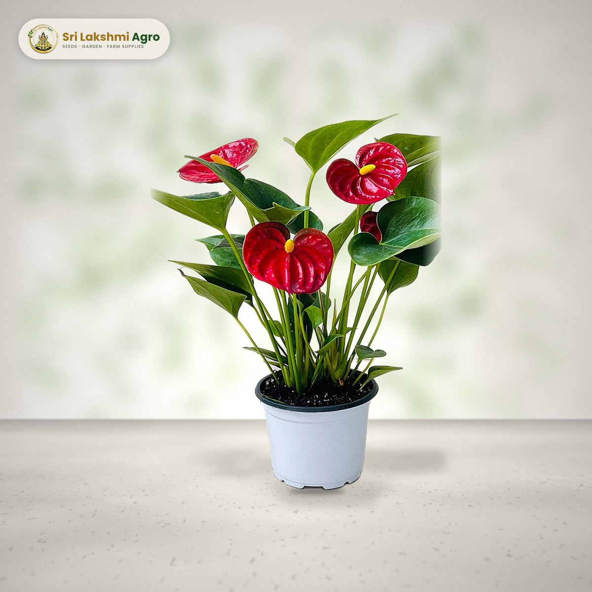 Anthurium – Red (12 cm pot): real plant styled on a bright window sill