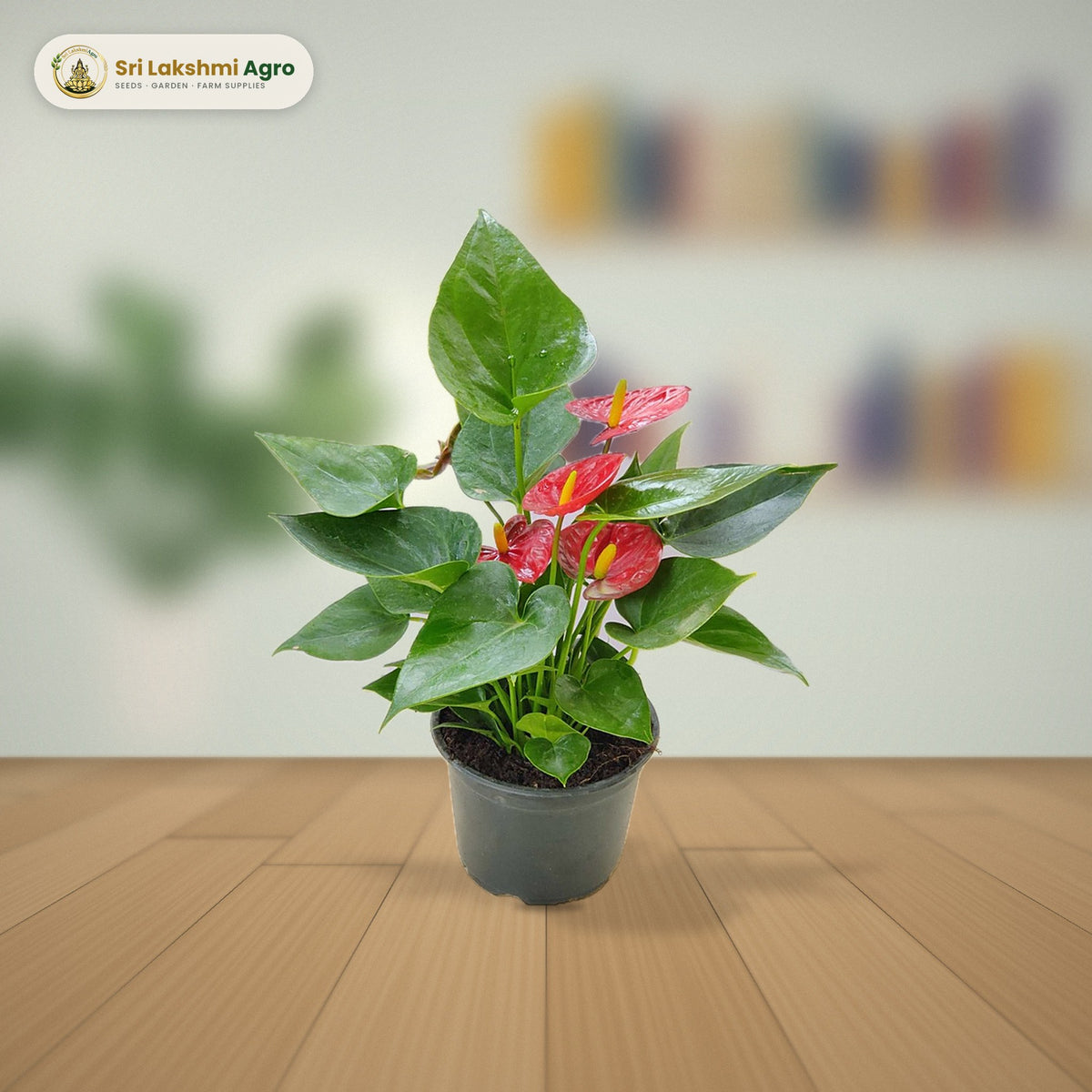 Anthurium – Red (Medium): real plant styled on a study desk