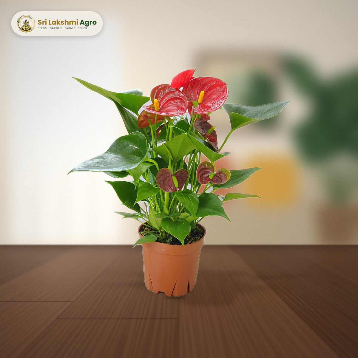 Anthurium – Red (Large): real plant styled on a living-room side table