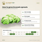 Brussels Sprouts Seeds – Long Island Improved – sowing guide