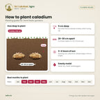 Caladium Bulbs – Mixed Colours – planting guide