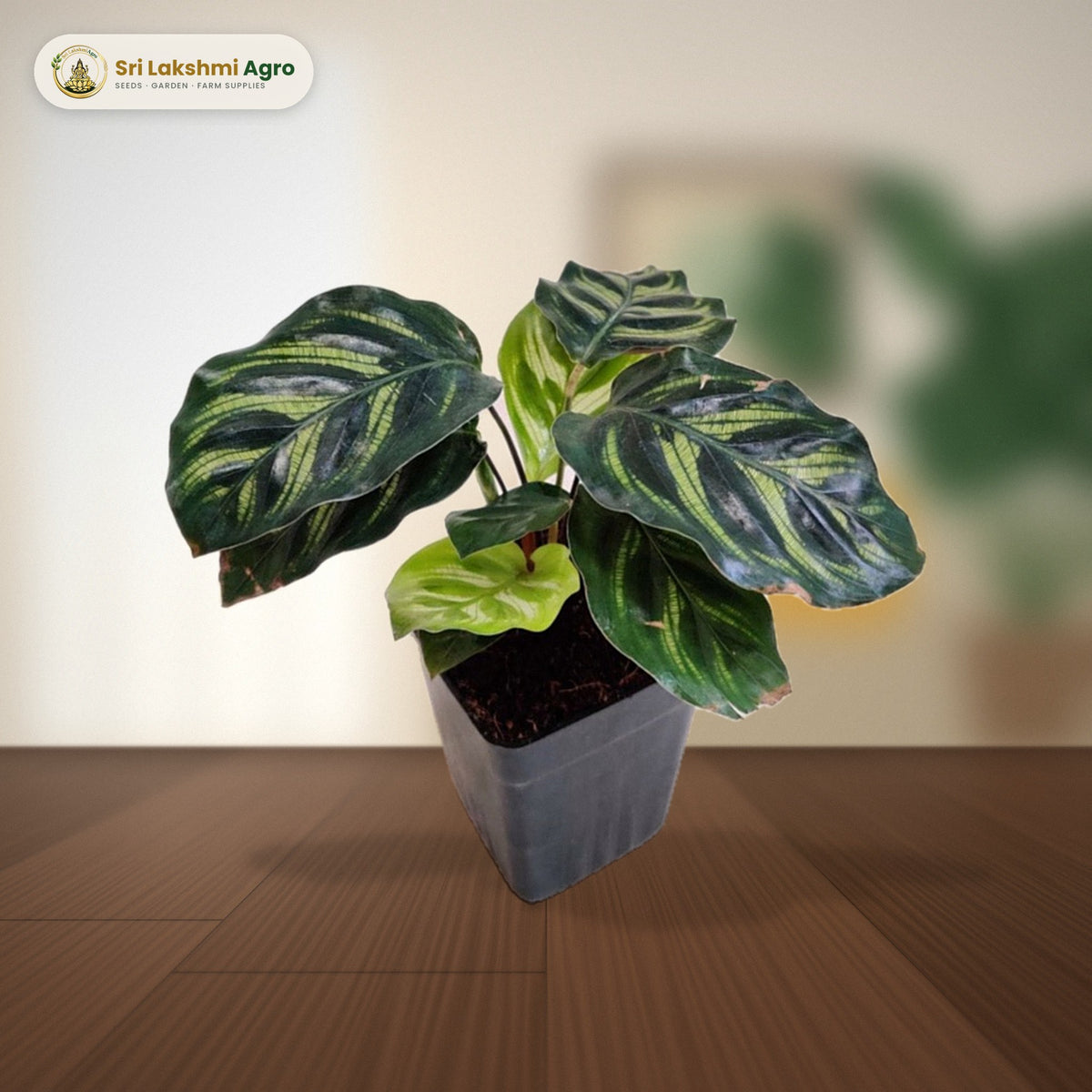Calathea makoyana (Peacock Plant) (7 cm pot): real plant styled on a living-room side table