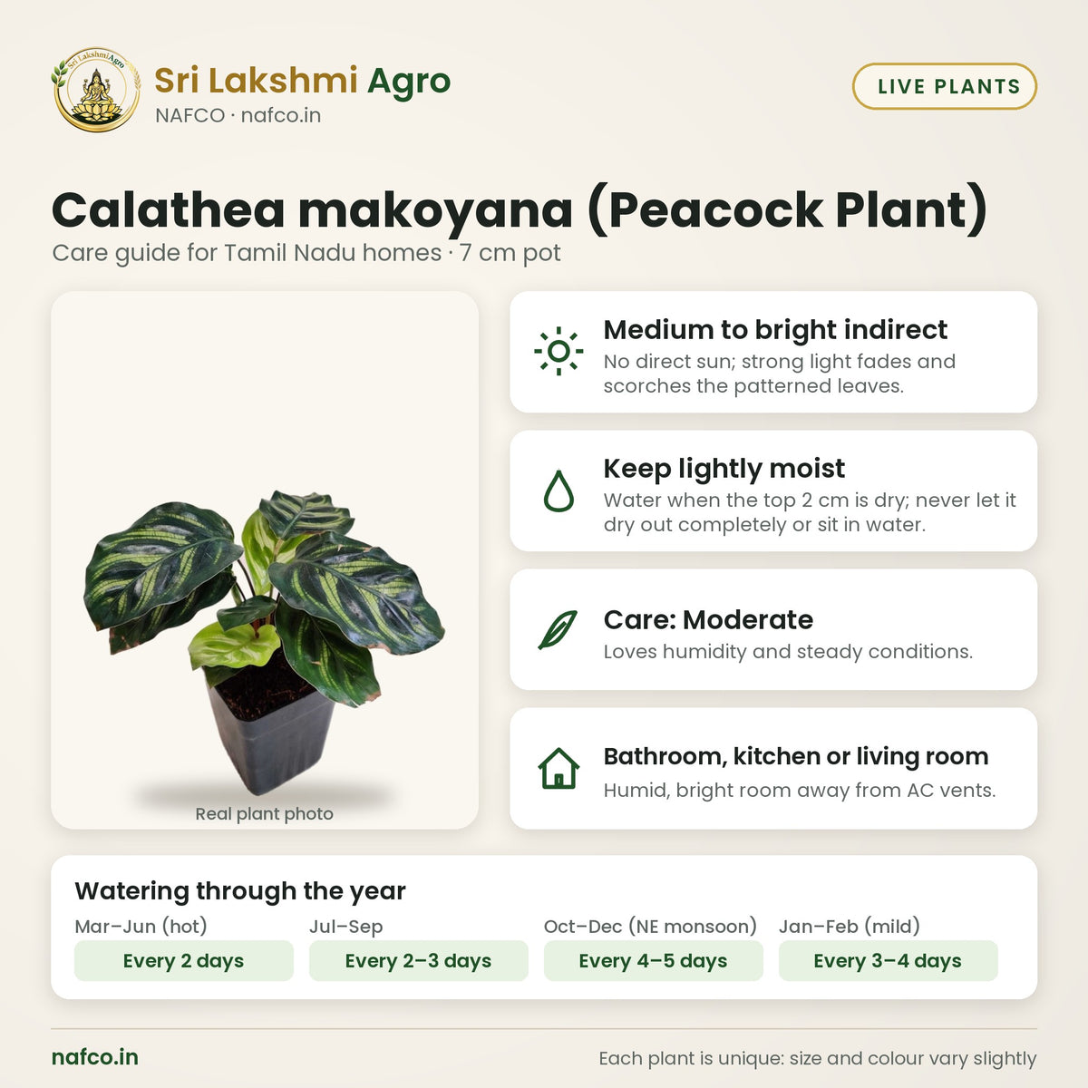 Calathea makoyana (Peacock Plant) care guide: medium to bright indirect; water keep lightly moist; care moderate; best spot bathroom, kitchen or living room