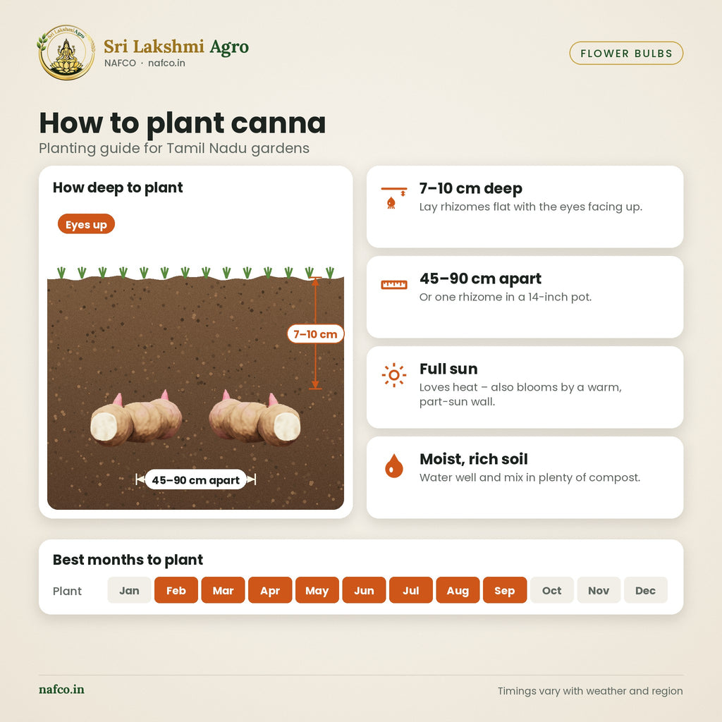 Canna Lily Rhizomes – Red & Yellow – planting guide