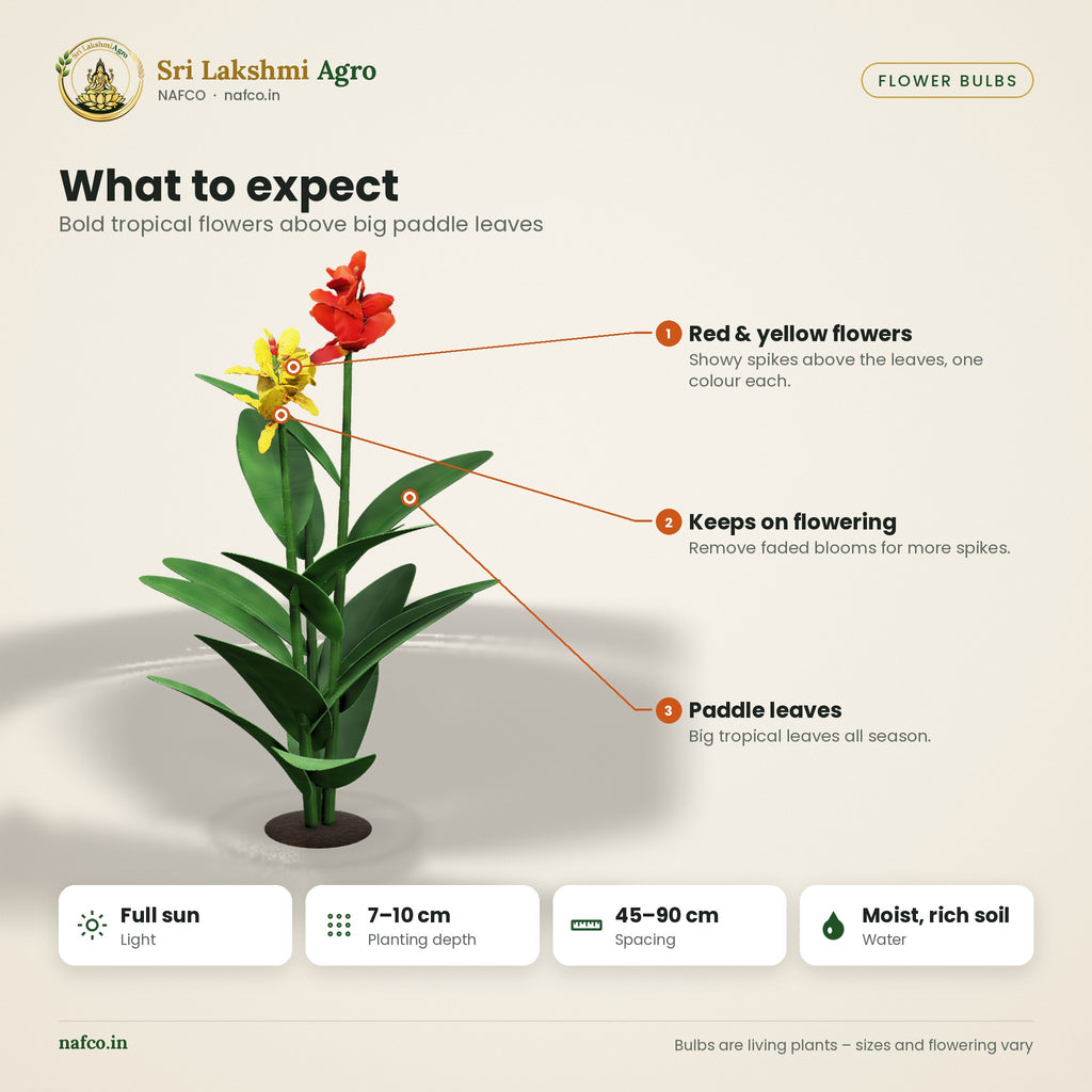 Canna Lily Rhizomes – Red & Yellow – what to expect