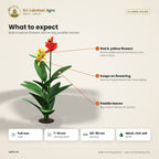 Canna Lily Rhizomes – Red & Yellow – what to expect
