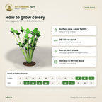 Celery Seeds – Tall Utah – sowing guide