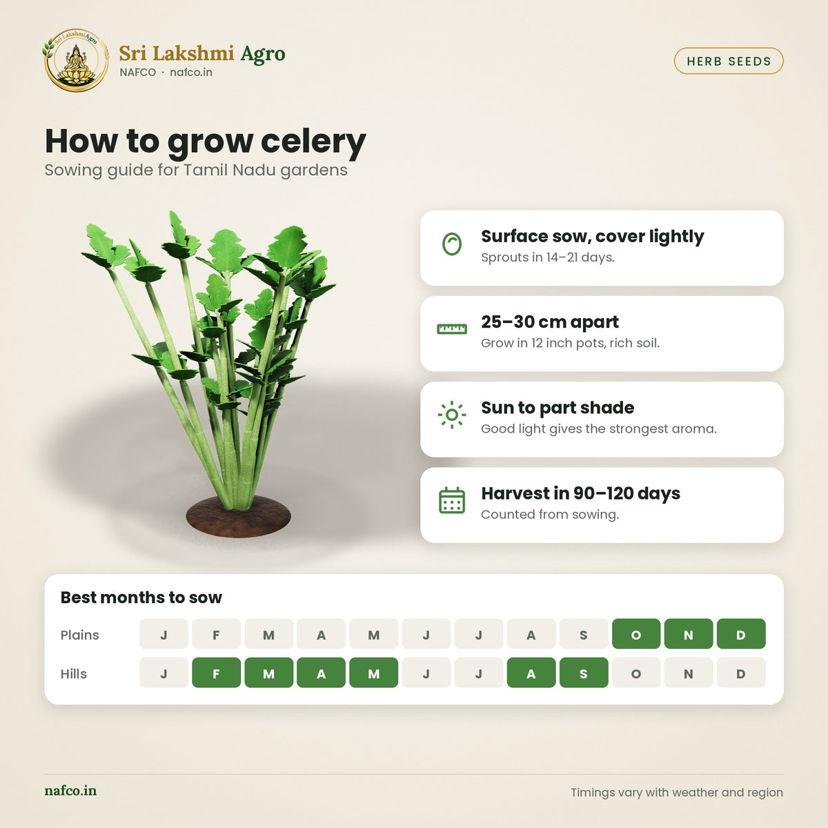 Celery Seeds – Tall Utah – sowing guide