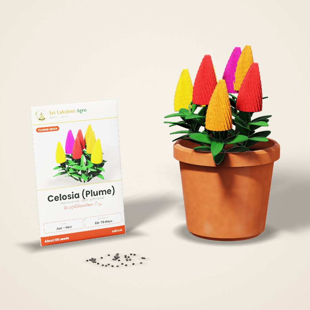 Celosia (Plume) Seeds – Mixed Colours