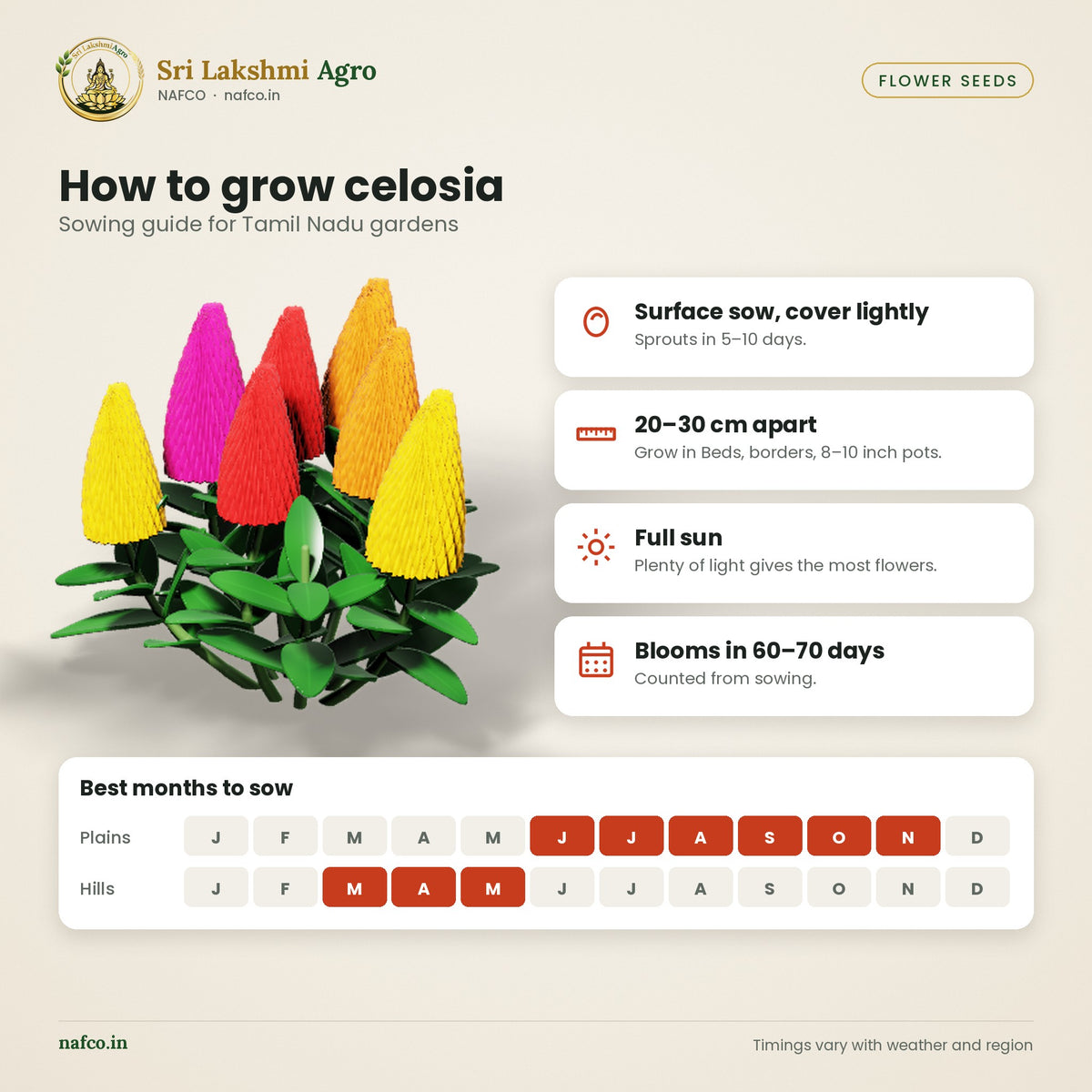 Celosia (Plume) Seeds – Mixed Colours – sowing guide