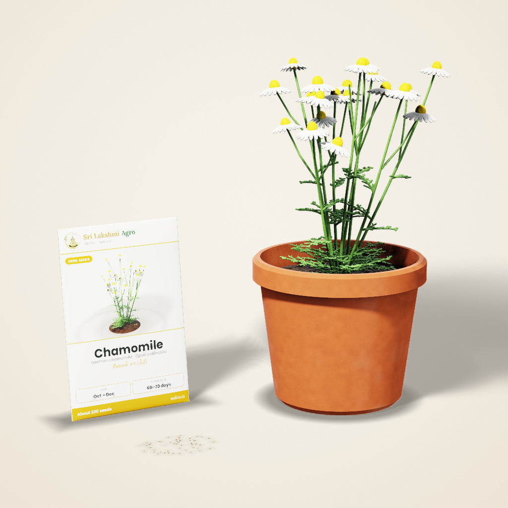 Chamomile Seeds – German Chamomile