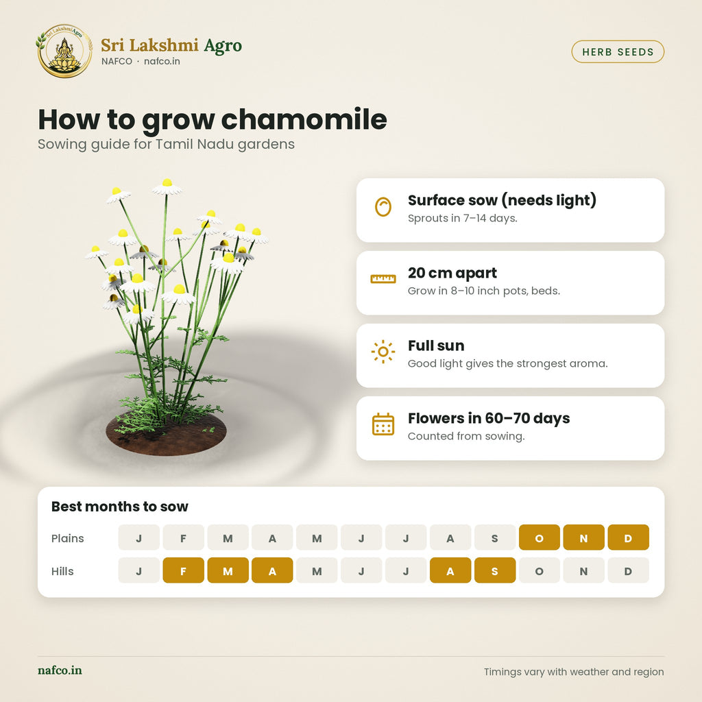 Chamomile Seeds – German Chamomile – sowing guide