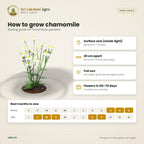 Chamomile Seeds – German Chamomile – sowing guide