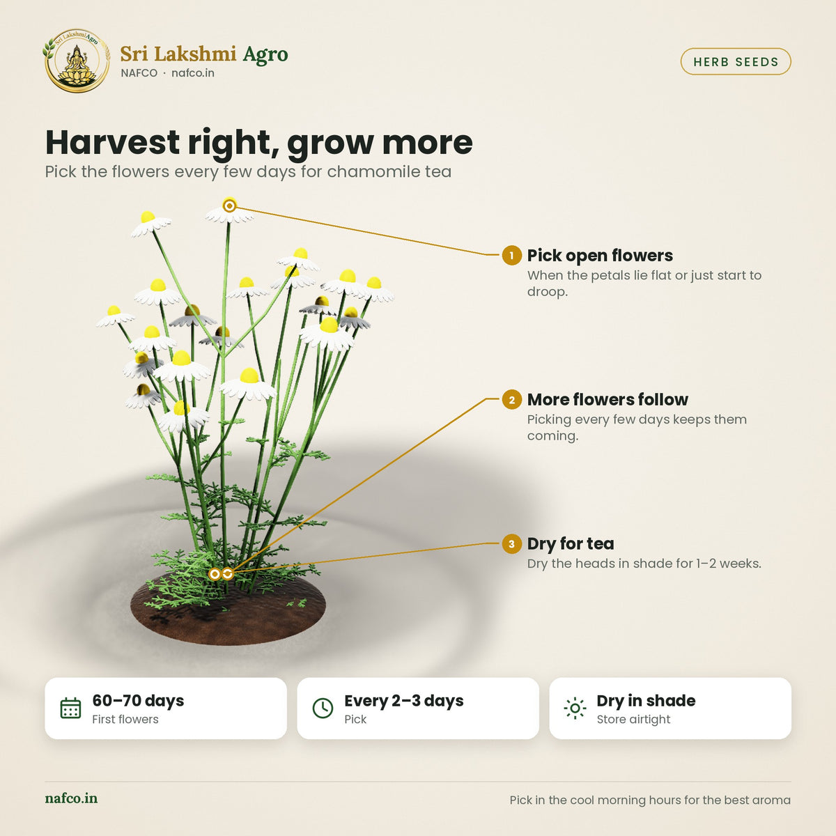 Chamomile Seeds – German Chamomile – harvest guide