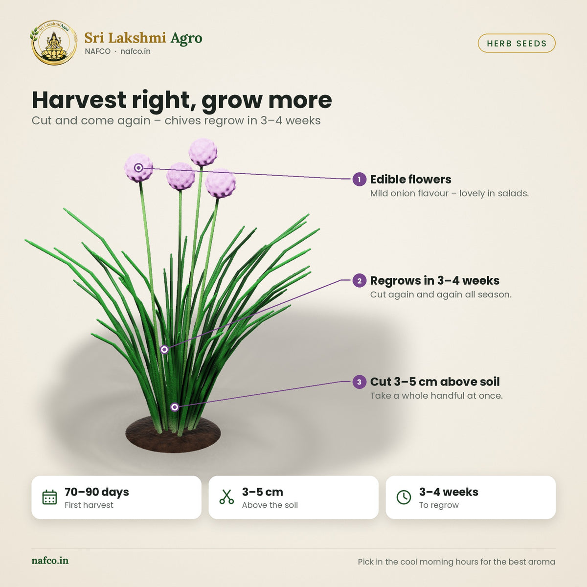 Chives Seeds – harvest guide