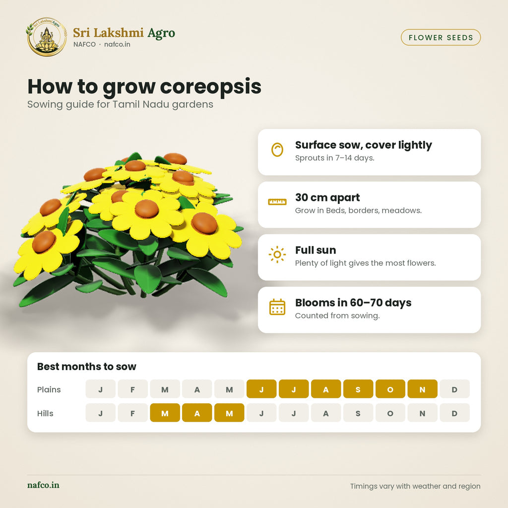 Coreopsis Seeds – Golden Tickseed – sowing guide