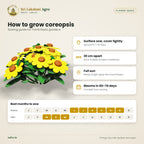 Coreopsis Seeds – Golden Tickseed – sowing guide