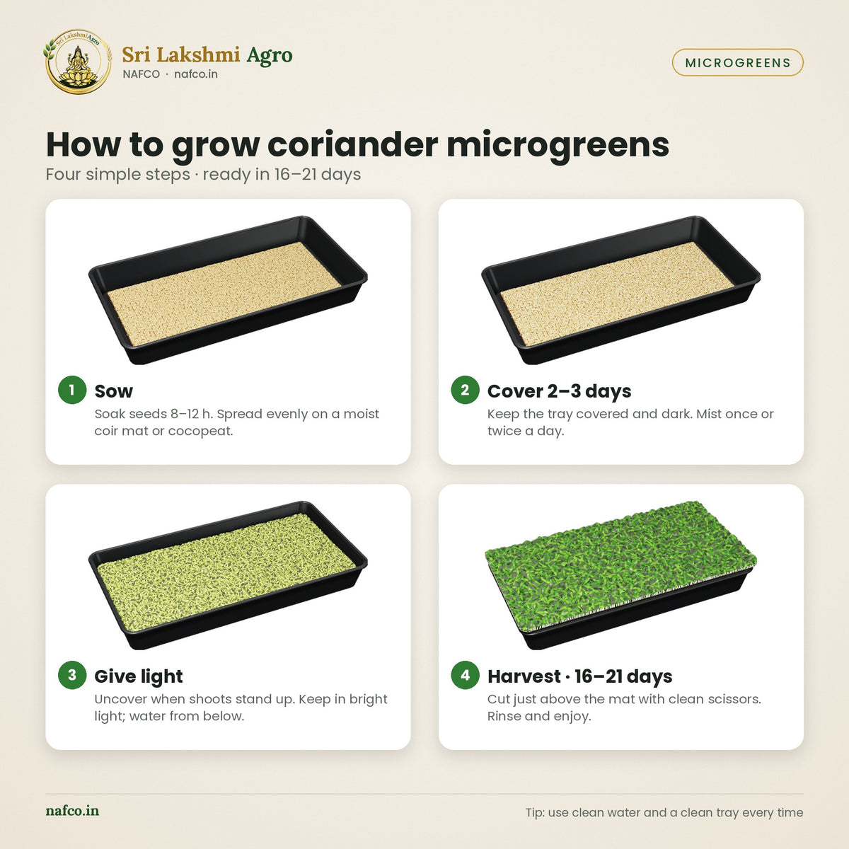 Coriander Microgreen Seeds (Kothamalli) – how to use