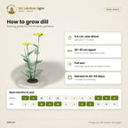 Dill (Sathakuppai) Seeds – sowing guide