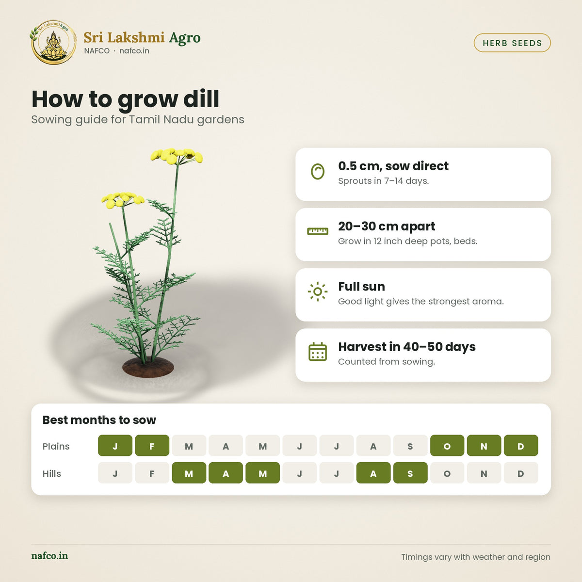 Dill (Sathakuppai) Seeds – sowing guide