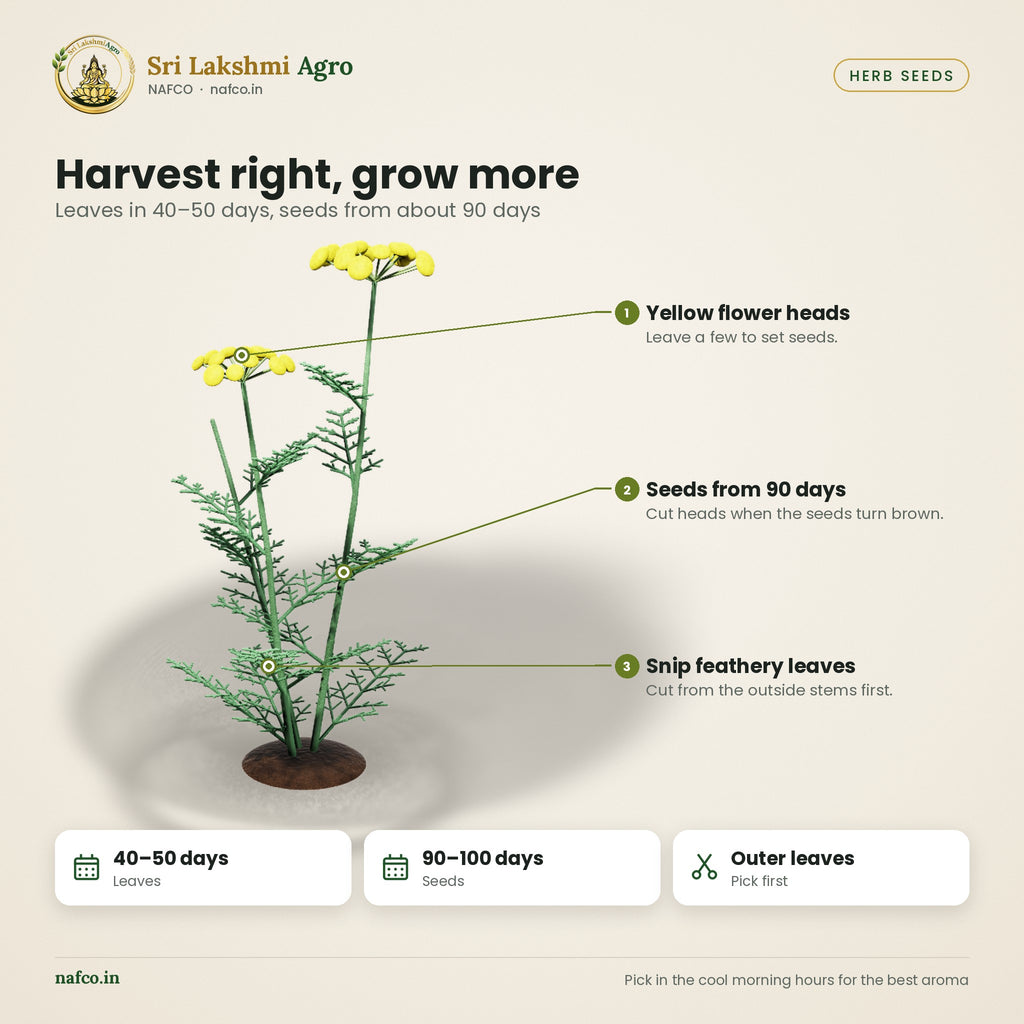 Dill (Sathakuppai) Seeds – harvest guide