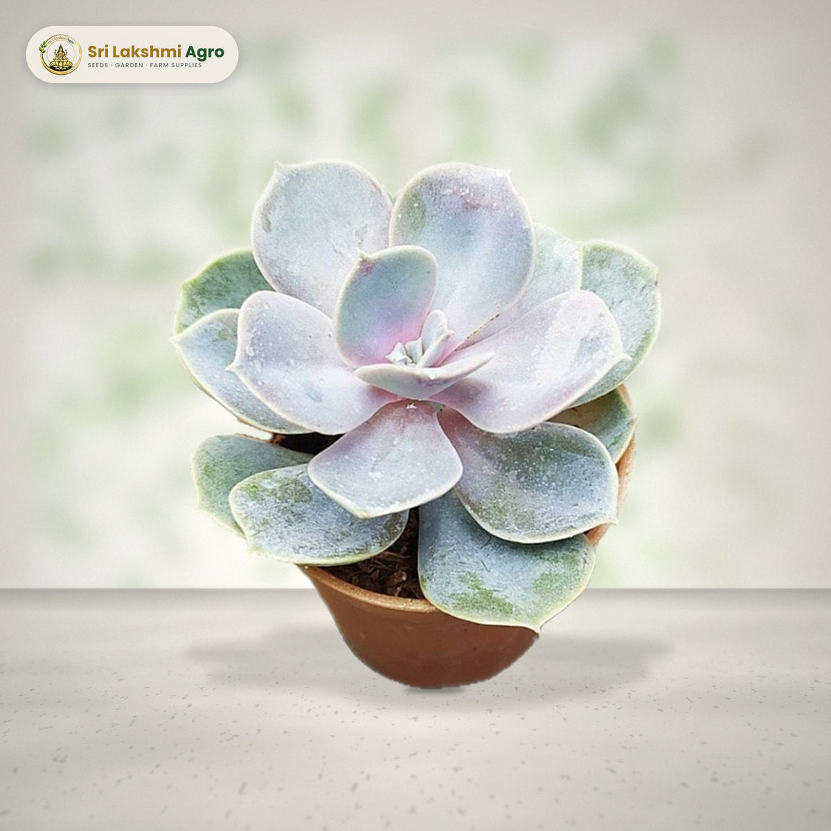 Echeveria 'Perle von Nürnberg' (Mini): real plant styled on a bright window sill