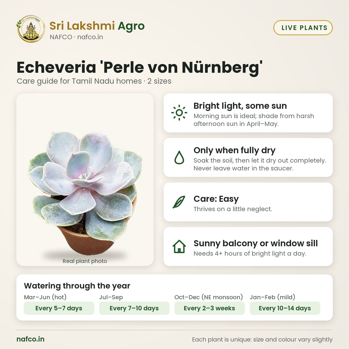 Echeveria 'Perle von Nürnberg' care guide: bright light, some sun; water only when fully dry; care easy; best spot sunny balcony or window sill