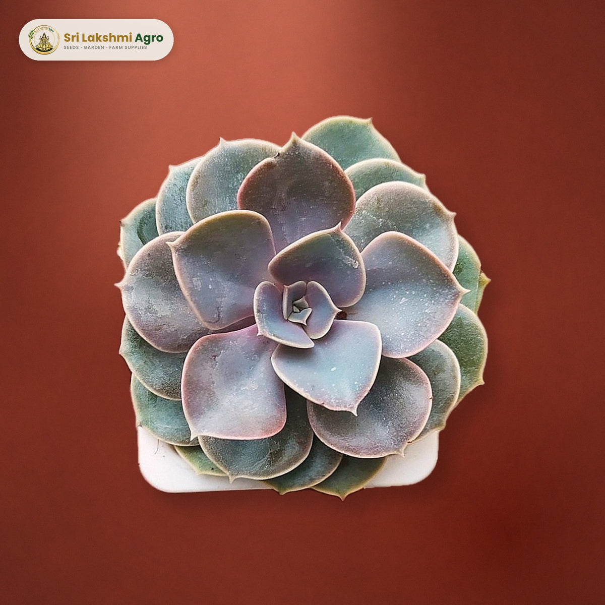 Echeveria 'Perle von Nürnberg' (Small): real plant styled on a red-oxide floor