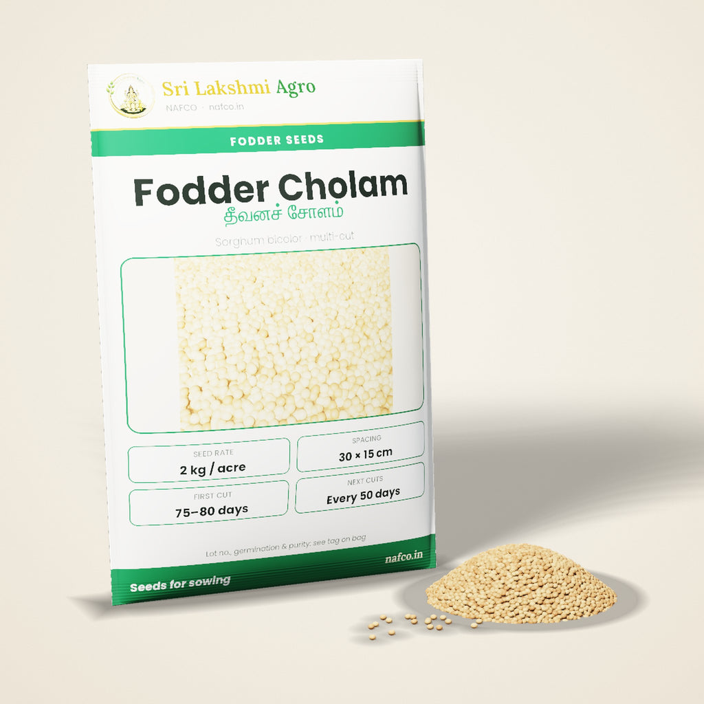 Fodder Cholam Seeds – Multi-cut Sorghum