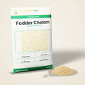 Fodder Cholam Seeds – Multi-cut Sorghum