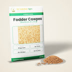 Fodder Cowpea Seeds