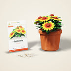 Gaillardia Seeds – Blanket Flower