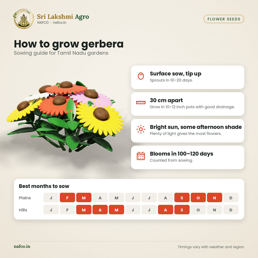 Gerbera Seeds – Mixed Colours – sowing guide