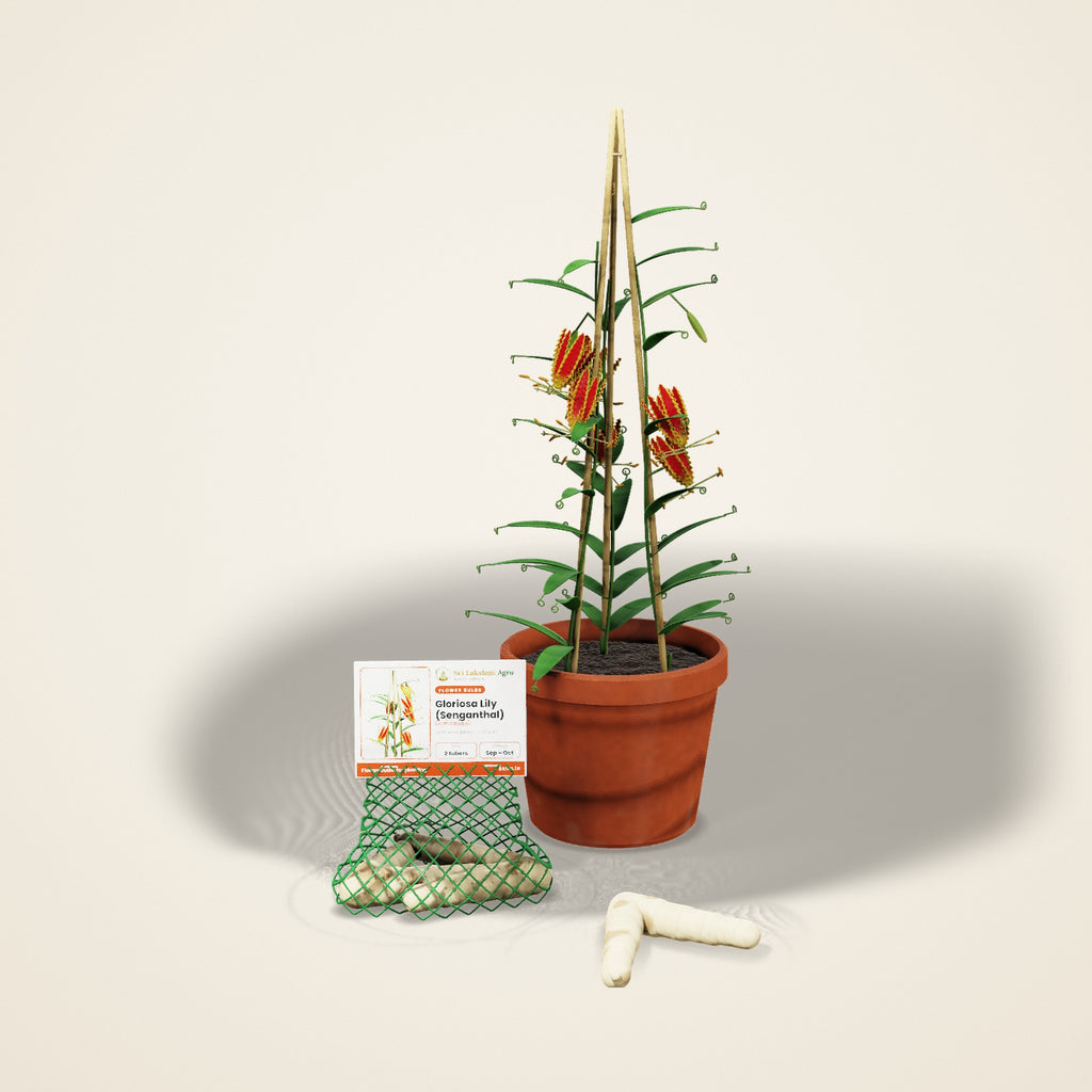 Gloriosa Lily (Senganthal) Tubers