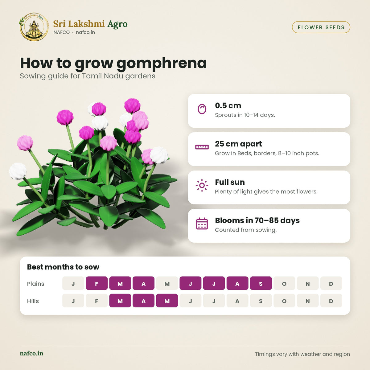 Gomphrena (Vaadamalli) Seeds – Purple Mix – sowing guide