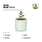 12 × 12 inch grow bag filled with potting mix and a young plant; holds about 22 litres; suits tomato, chilli, brinjal and capsicum
