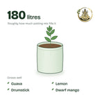 24 × 24 inch grow bag filled with potting mix and a young plant; holds about 180 litres; suits guava, lemon, drumstick and dwarf mango