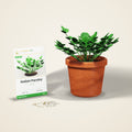 Italian Parsley Seeds – Flat Leaf
