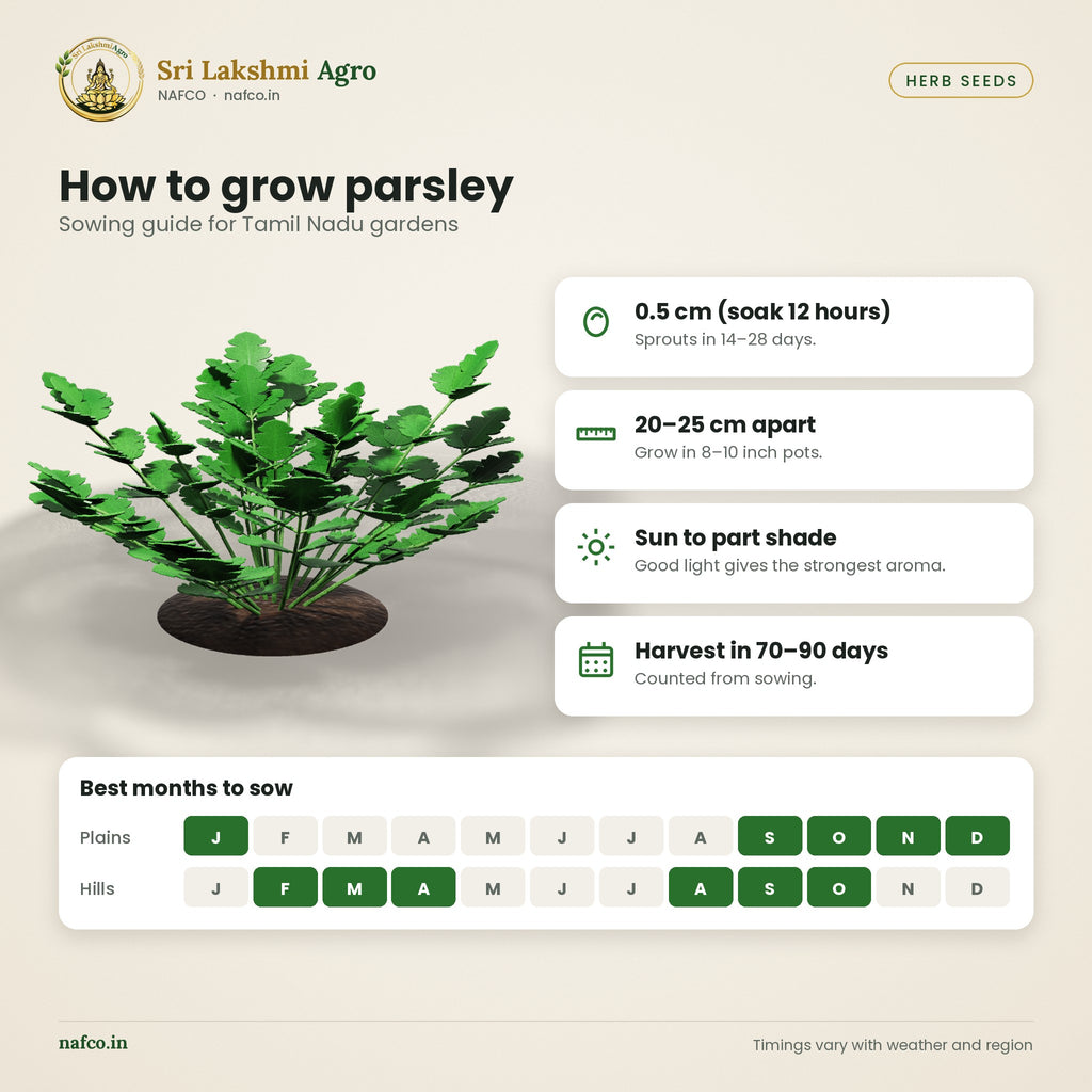 Italian Parsley Seeds – Flat Leaf – sowing guide