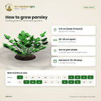 Italian Parsley Seeds – Flat Leaf – sowing guide