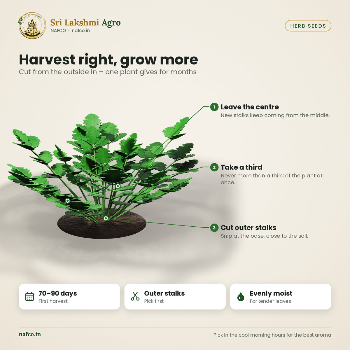 Italian Parsley Seeds – Flat Leaf – harvest guide