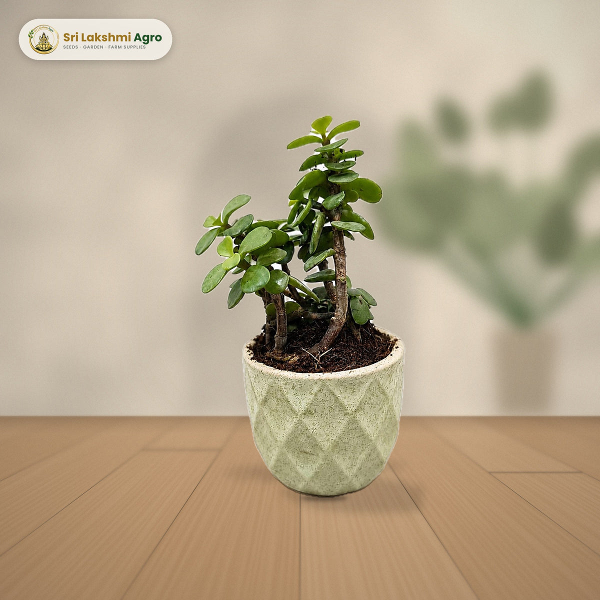 Jade Plant in Ceramic Pot (Green textured ceramic pot): real plant styled on a console against a limewash wall
