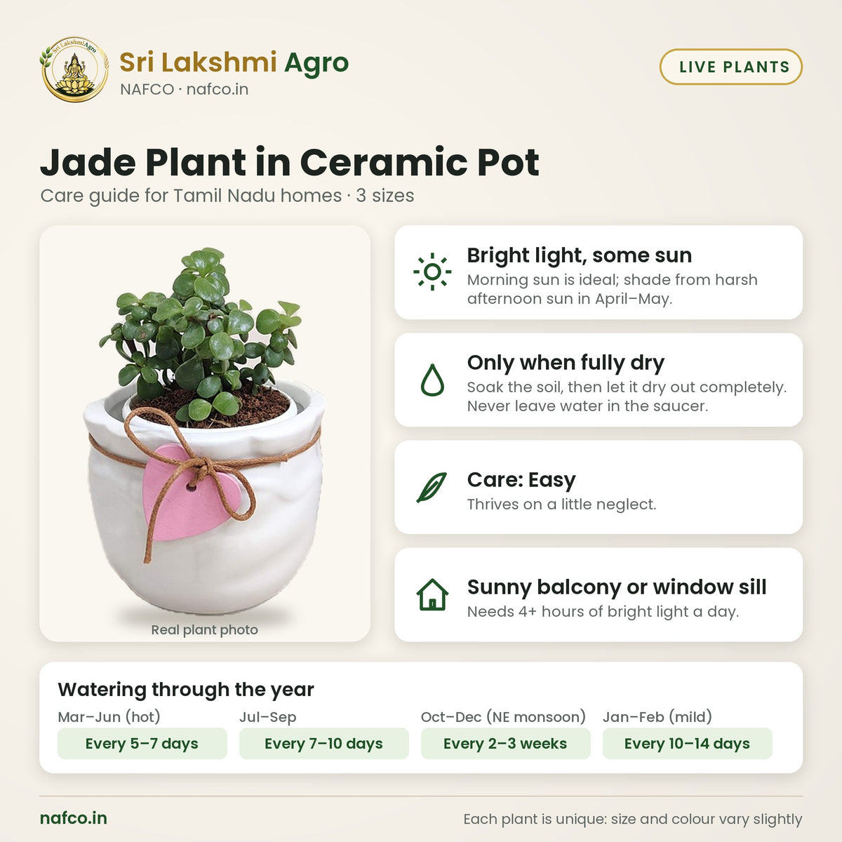Jade Plant in Ceramic Pot care guide: bright light, some sun; water only when fully dry; care easy; best spot sunny balcony or window sill