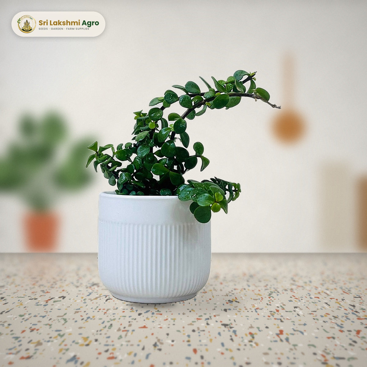 Jade Plant in Ceramic Pot (White ribbed ceramic pot): real plant styled on a terrazzo kitchen counter