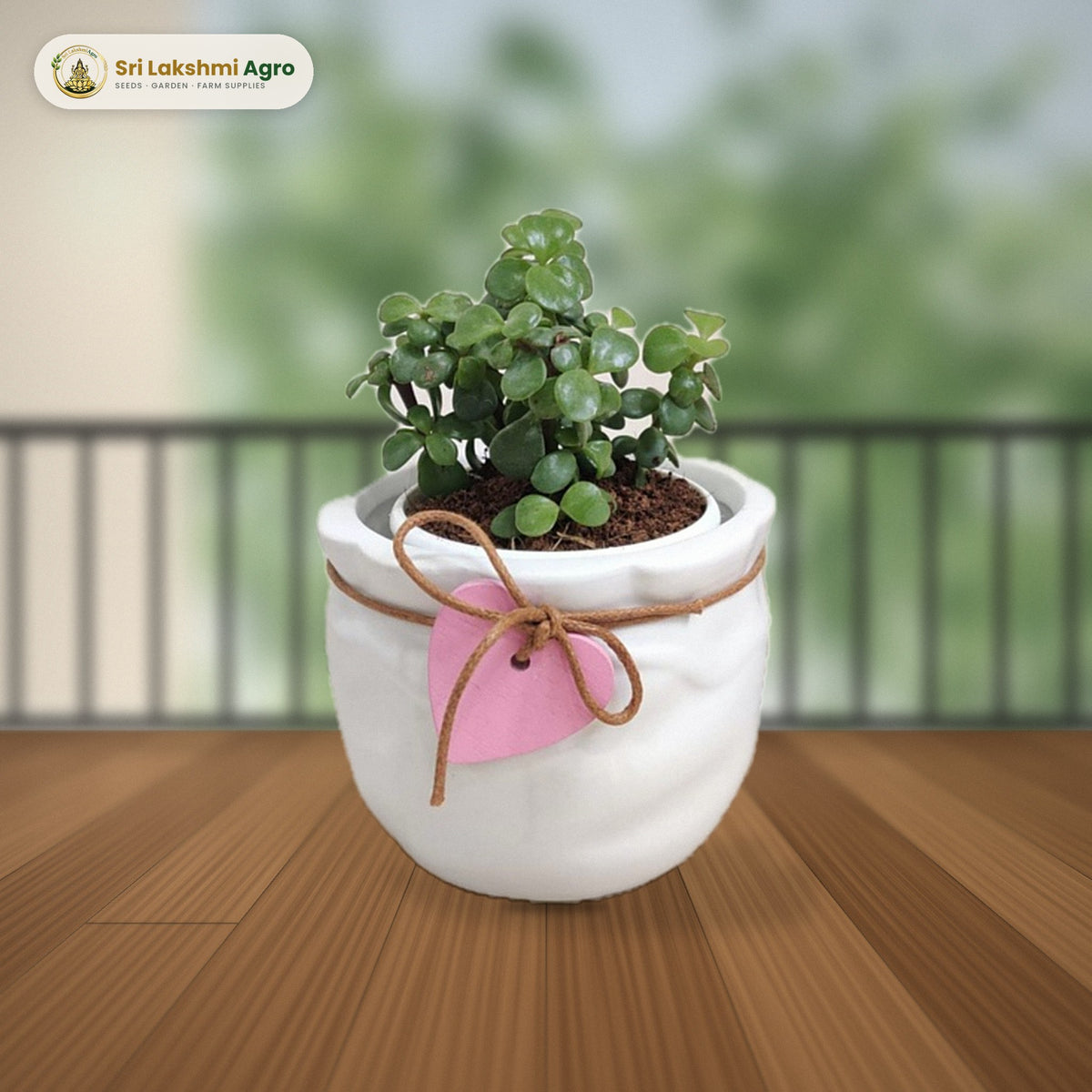 Jade Plant in Ceramic Pot (White ceramic pot with tag): real plant styled on a sunny balcony table